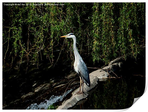  Adult Grey Heron Print by Derrick Fox Lomax