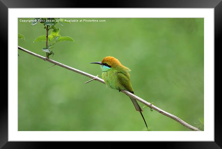  Little green bee eater Framed Mounted Print by Tahir abbas