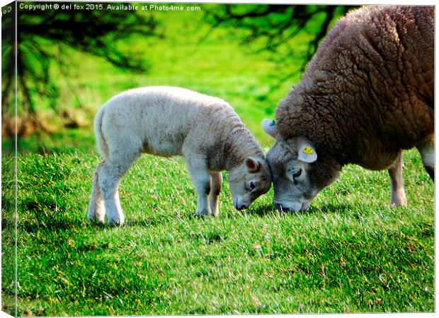  young lamb in summer Canvas Print by Derrick Fox Lomax