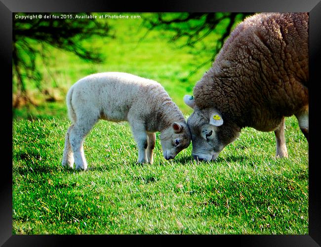  young lamb in summer Framed Print by Derrick Fox Lomax