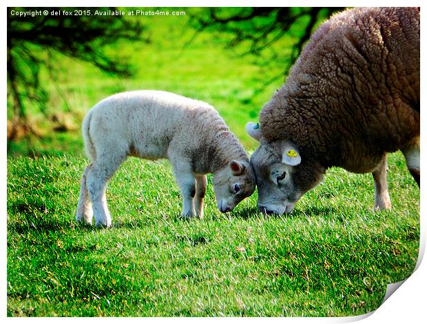  young lamb in summer Print by Derrick Fox Lomax