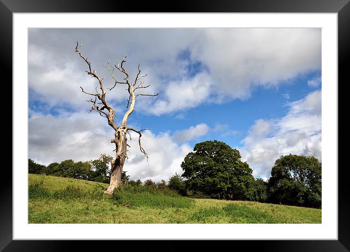 Dead Tree Framed Mounted Print by Gary Kenyon