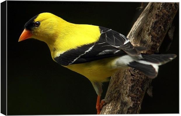 Male American goldfinch Canvas Print by Paul Mays