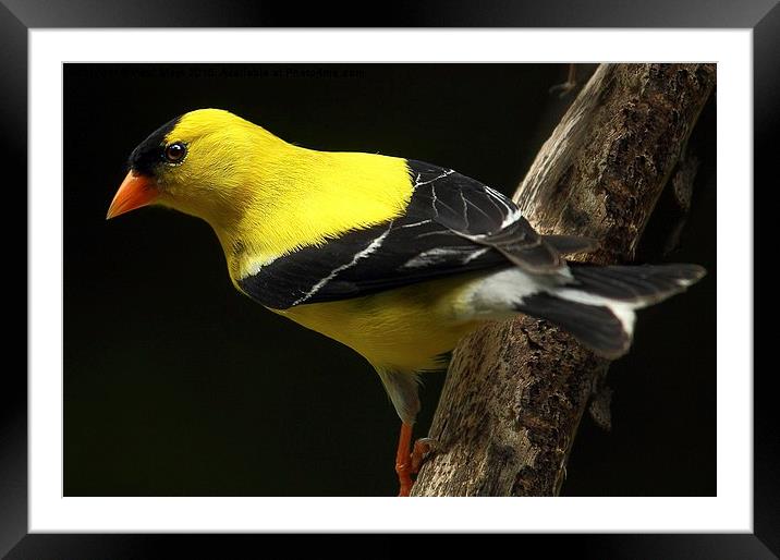 Male American goldfinch Framed Mounted Print by Paul Mays