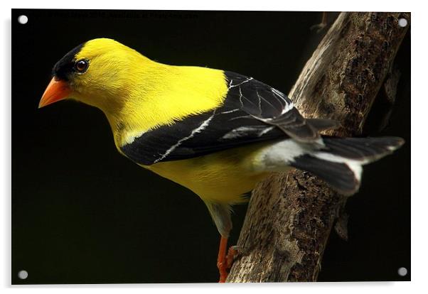 Male American goldfinch Acrylic by Paul Mays