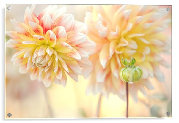  Gentle Dahlias   Acrylic by Jenny Rainbow