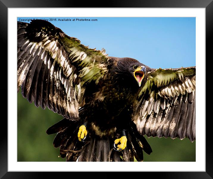  Baby Bald Eagle  Framed Mounted Print by Neil Vary