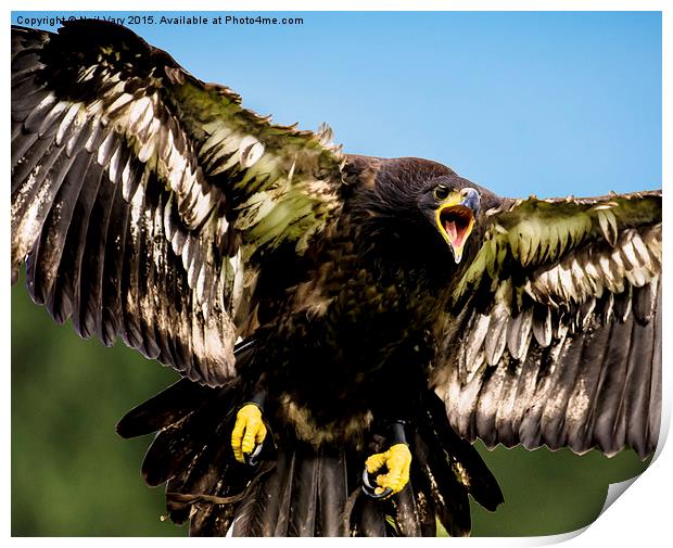  Baby Bald Eagle  Print by Neil Vary