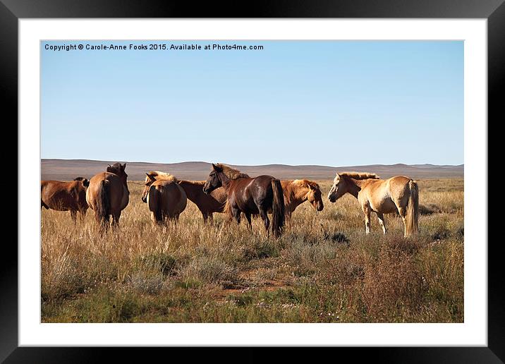  Mongolian Horses in the Gobi Desert Framed Mounted Print by Carole-Anne Fooks