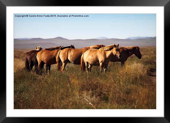   Mongolian Working Horses in the Gobi Desert Framed Mounted Print by Carole-Anne Fooks