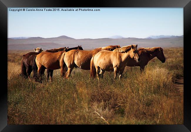   Mongolian Working Horses in the Gobi Desert Framed Print by Carole-Anne Fooks