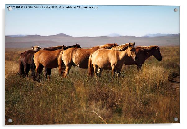   Mongolian Working Horses in the Gobi Desert Acrylic by Carole-Anne Fooks