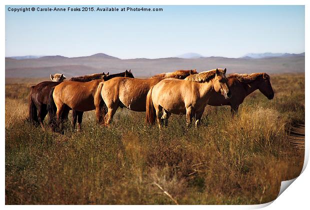   Mongolian Working Horses in the Gobi Desert Print by Carole-Anne Fooks