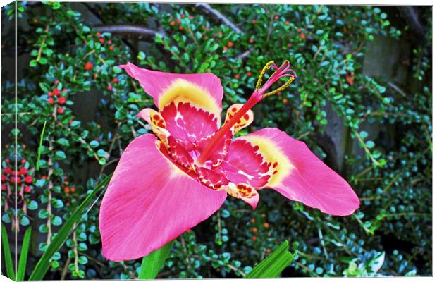  Beautiful Tigridia in all its glory Canvas Print by Frank Irwin