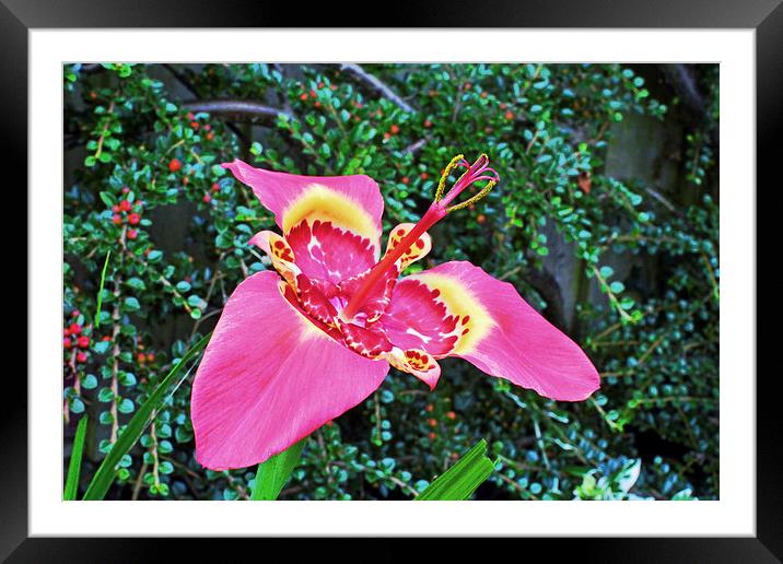  Beautiful Tigridia in all its glory Framed Mounted Print by Frank Irwin