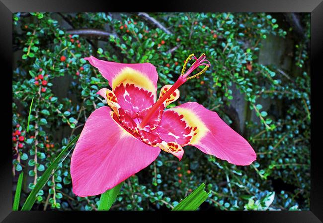  Beautiful Tigridia in all its glory Framed Print by Frank Irwin