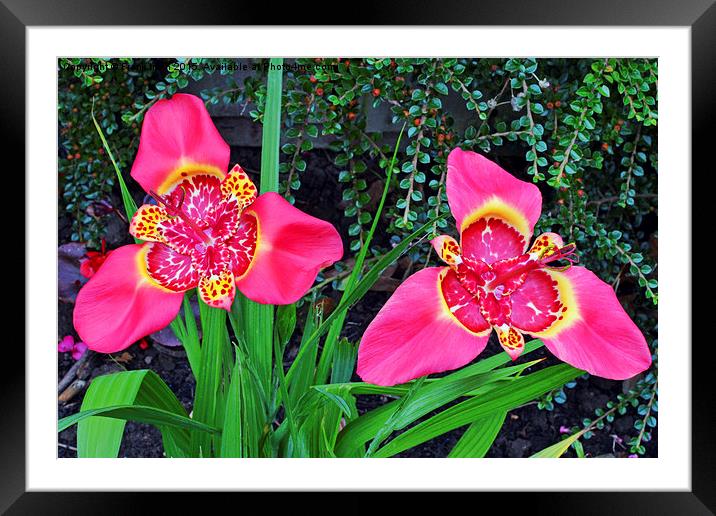  Beautiful Tigridia in all its glory Framed Mounted Print by Frank Irwin