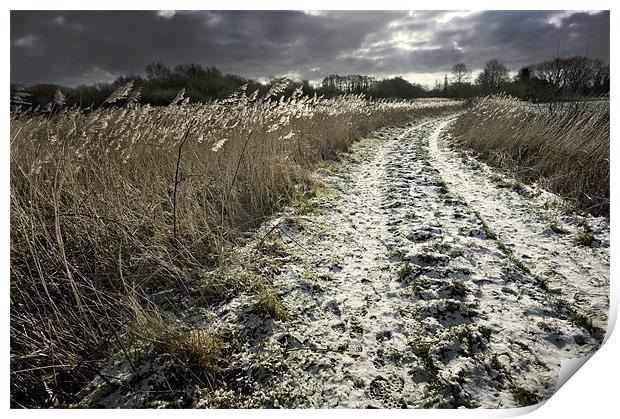 Snow tracks Print by Stephen Mole