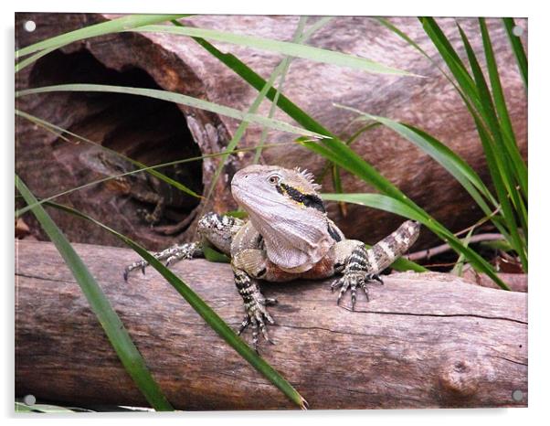Lizard, Queensland Acrylic by Lenka Dunn