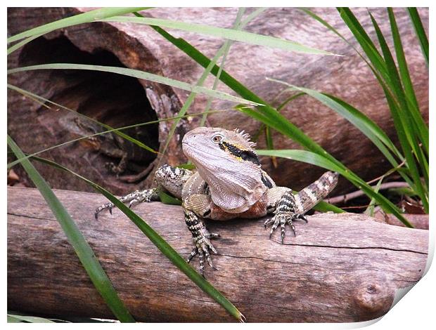 Lizard, Queensland Print by Lenka Dunn