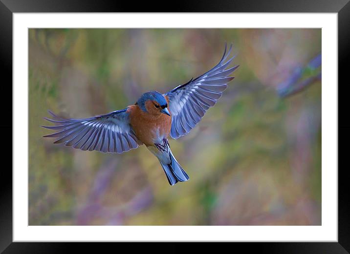  Chaffinch Framed Mounted Print by Don Davis