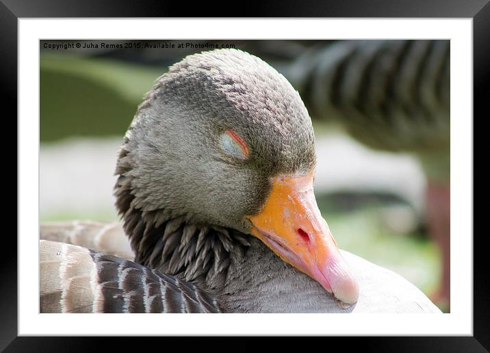 Greylag Goose Framed Mounted Print by Juha Remes