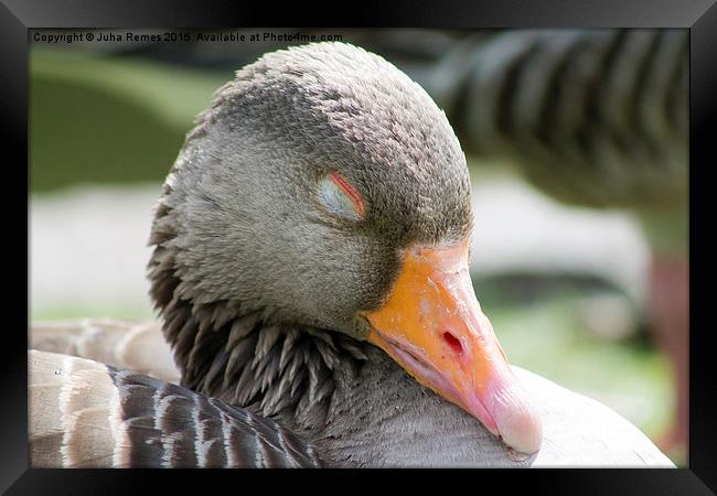 Greylag Goose Framed Print by Juha Remes