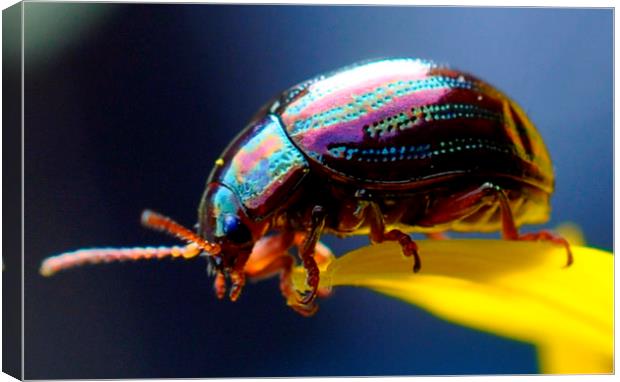  tiny beetle  Canvas Print by sue davies