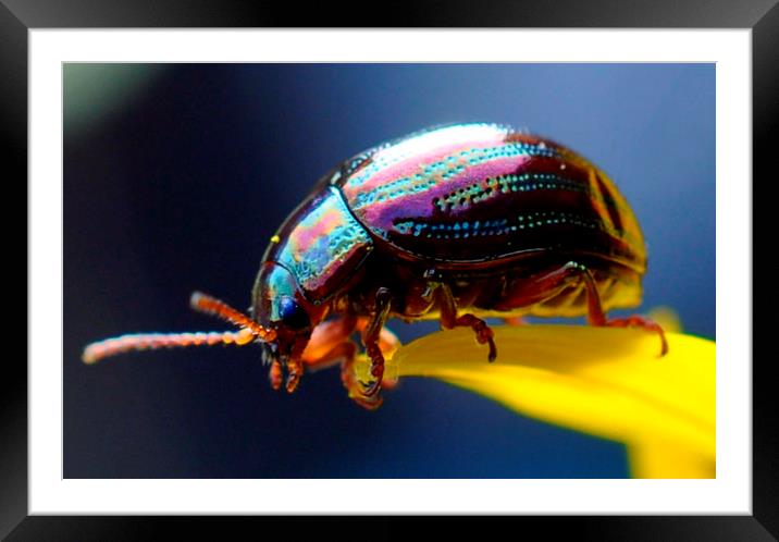  tiny beetle  Framed Mounted Print by sue davies
