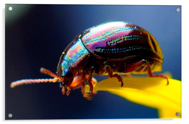  tiny beetle  Acrylic by sue davies