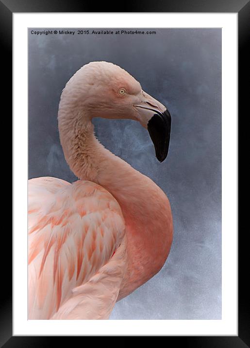 Flamingo Profile Framed Mounted Print by rawshutterbug 