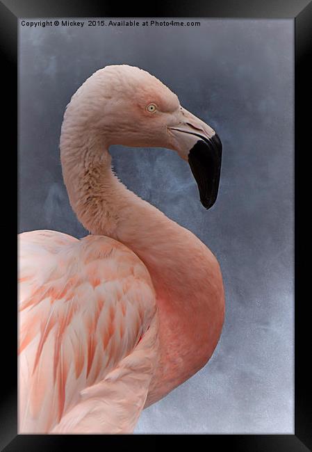 Flamingo Profile Framed Print by rawshutterbug 