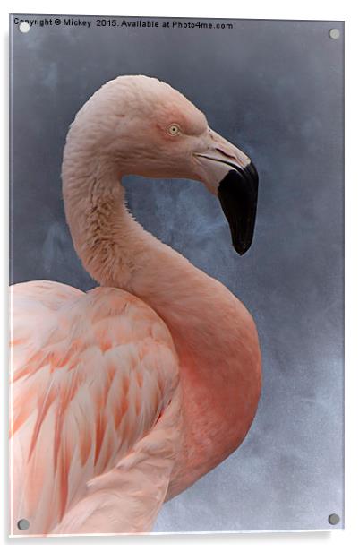 Flamingo Profile Acrylic by rawshutterbug 