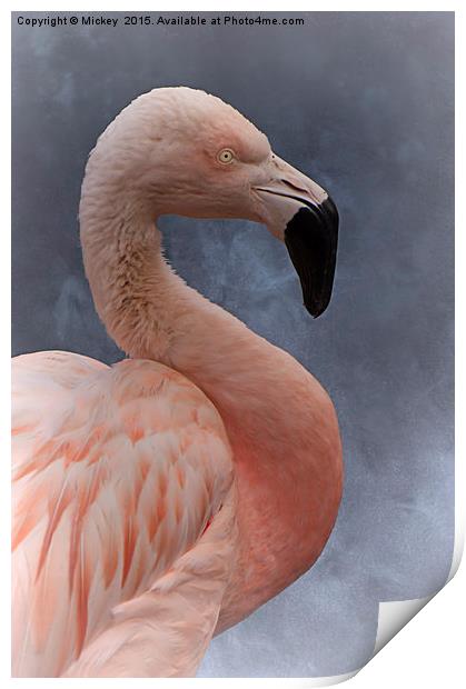 Flamingo Profile Print by rawshutterbug 