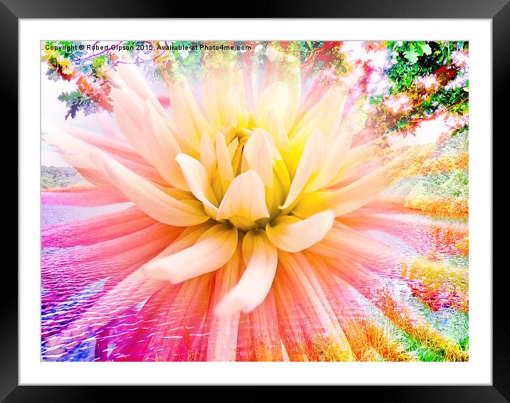    A summer Dahlia flower on vivid background Framed Mounted Print by Robert Gipson