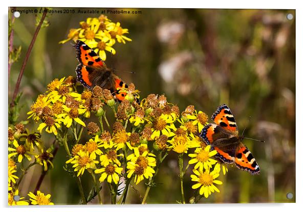 Tortoiseshell Butterflies in September sunshine Acrylic by Jim Jones