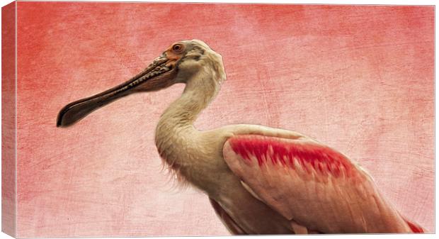  Roseate Spoonbill Canvas Print by Tom and Dawn Gari