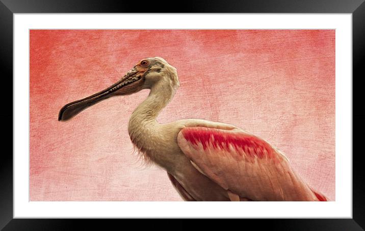  Roseate Spoonbill Framed Mounted Print by Tom and Dawn Gari
