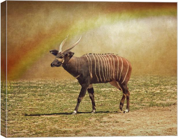  Bongo and the Rainbow Canvas Print by Tom and Dawn Gari