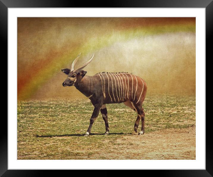  Bongo and the Rainbow Framed Mounted Print by Tom and Dawn Gari