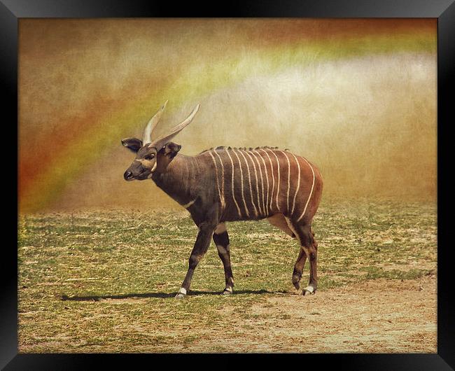  Bongo and the Rainbow Framed Print by Tom and Dawn Gari
