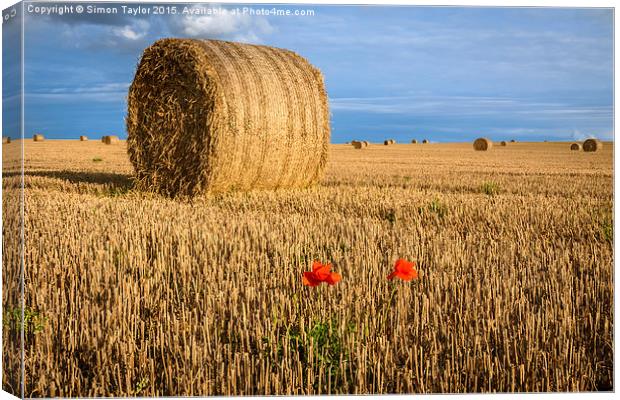 Straw Bales and poppies Canvas Print by Simon Taylor