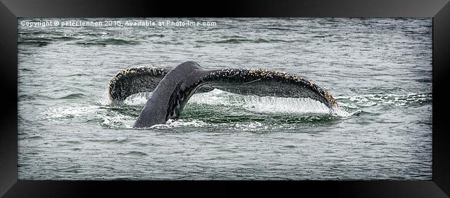  A Whale Of A Tail  Framed Print by Peter Lennon