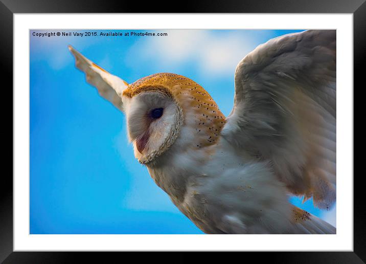  Barn Owl in Flight Framed Mounted Print by Neil Vary