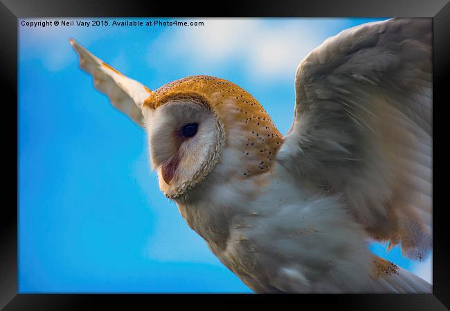  Barn Owl in Flight Framed Print by Neil Vary