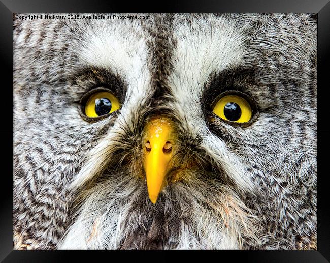  Great Gray Owl Close Up Framed Print by Neil Vary