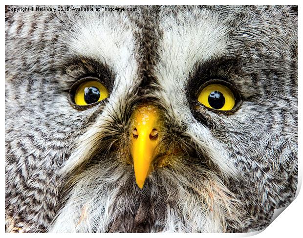  Great Gray Owl Close Up Print by Neil Vary