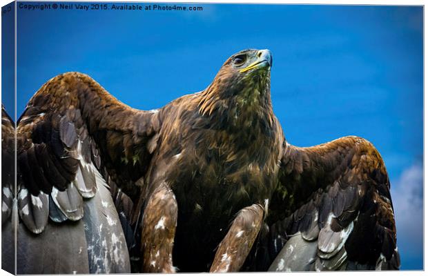  Golden Eagle  Canvas Print by Neil Vary