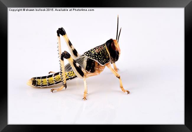  Desert Locust Framed Print by shawn bullock