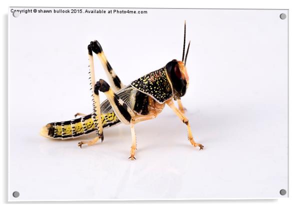  Desert Locust Acrylic by shawn bullock
